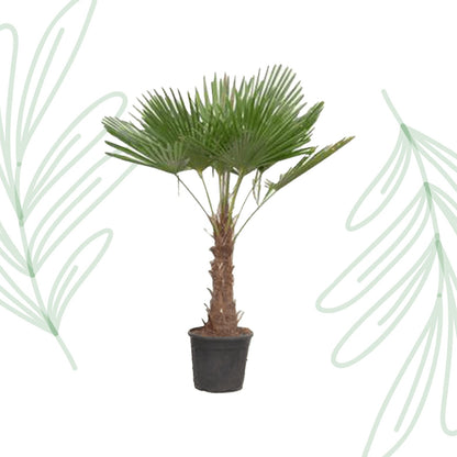 Trachycarpus Fortuneii - 180-200 cm - Forestbloom