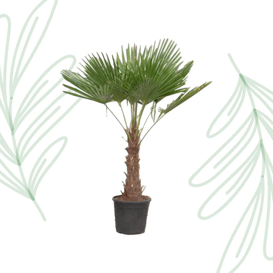 Trachycarpus Fortuneii - 180-200 cm - Forestbloom