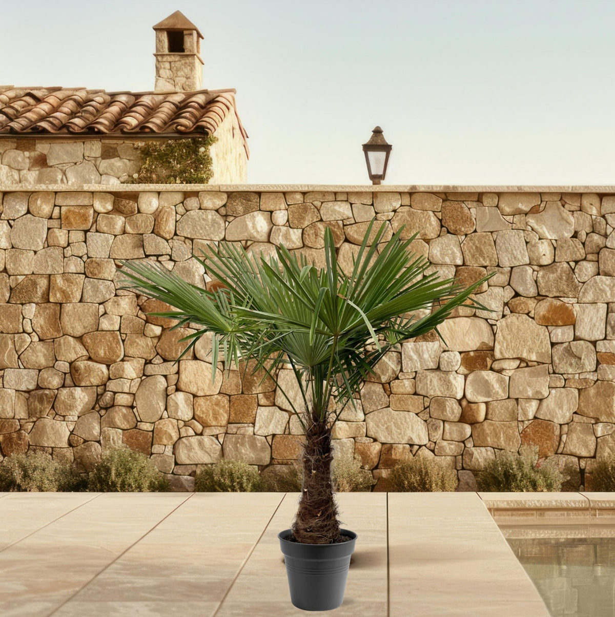 Trachycarpus Fortuneii - 220-240 cm - Forestbloom
