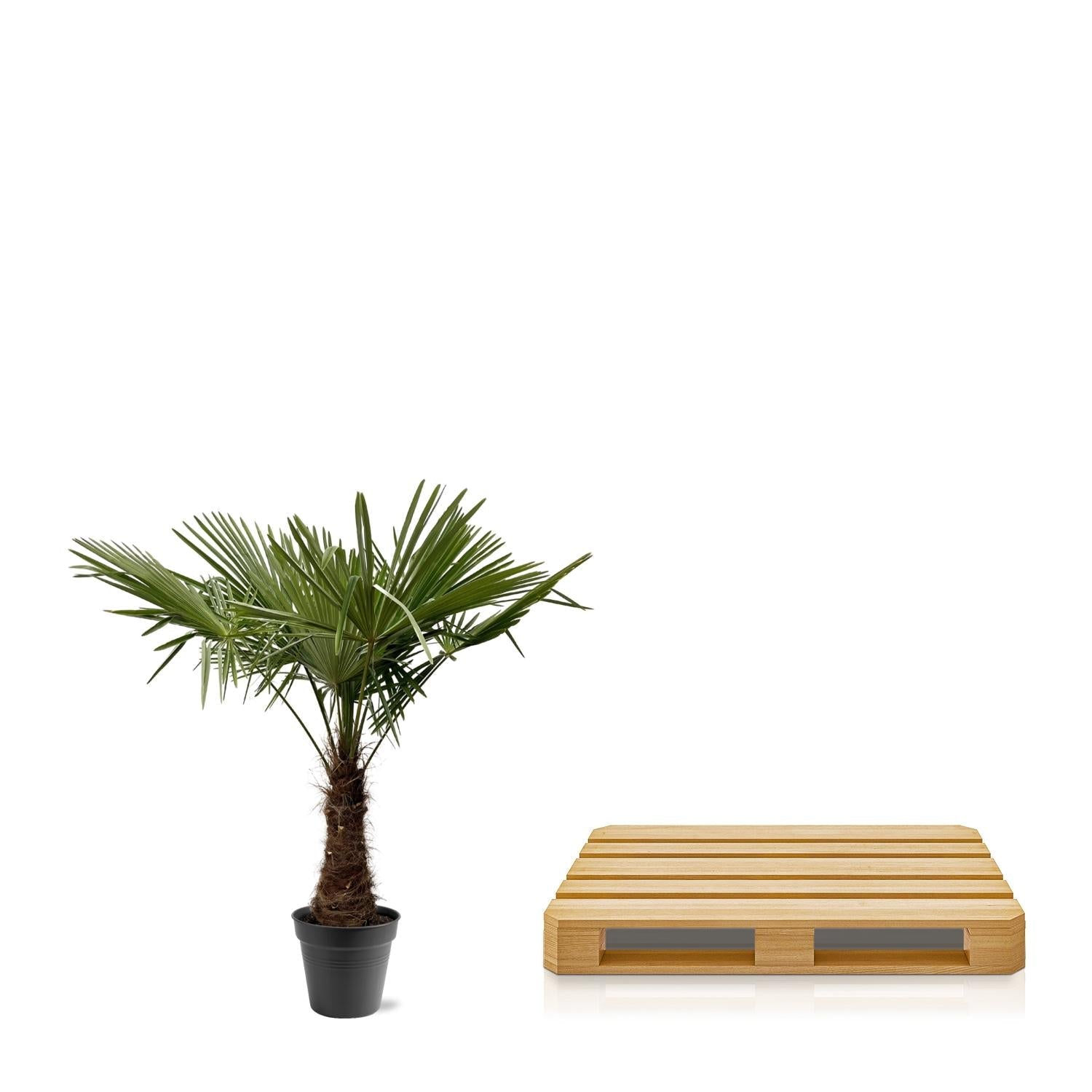 Trachycarpus Fortuneii - 220-240 cm - Forestbloom