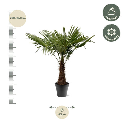 Trachycarpus Fortuneii - 220-240 cm - Forestbloom