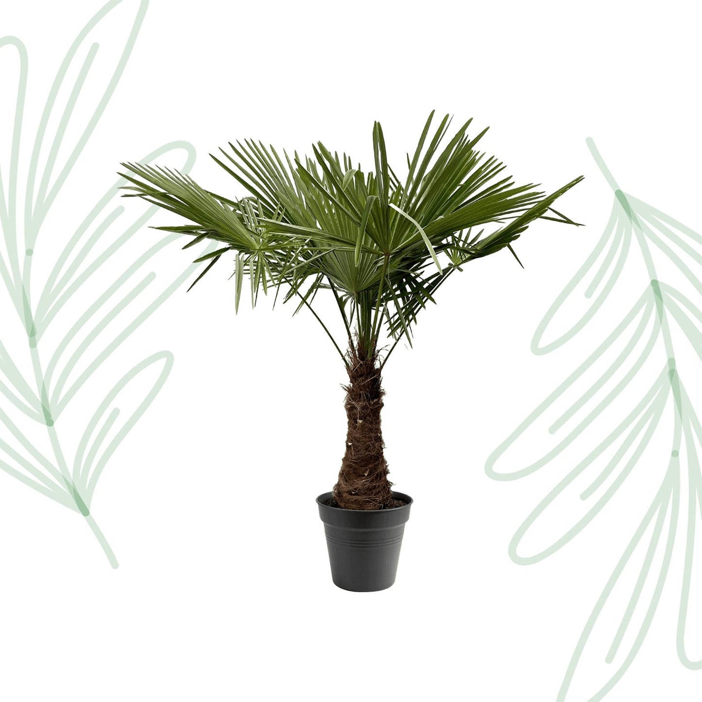 Trachycarpus Fortuneii - 220-240 cm - Forestbloom
