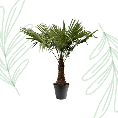 Trachycarpus Fortuneii - 220-240 cm - Forestbloom