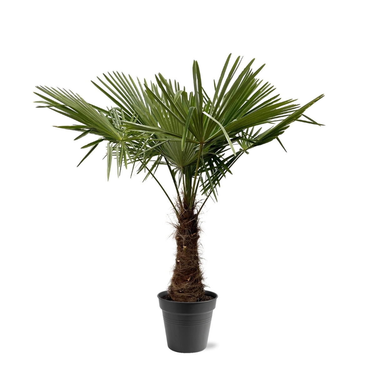 Trachycarpus Fortuneii - 220-240 cm - Forestbloom