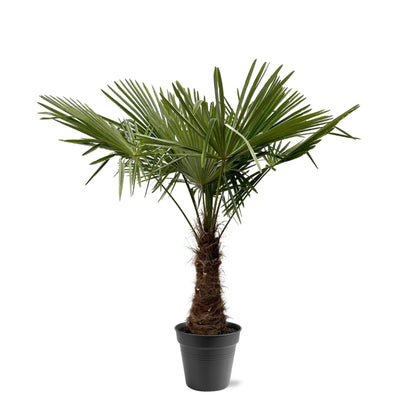 Trachycarpus Fortuneii - 220-240 cm - Forestbloom