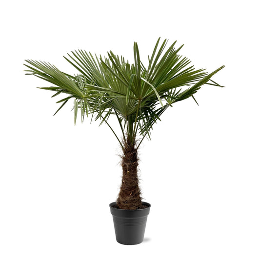 Trachycarpus Fortuneii - 220-240 cm - Forestbloom