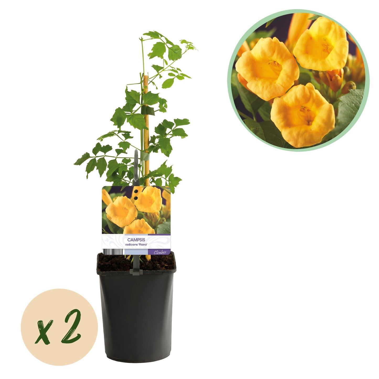 Trompetbloem - Campsis radicans Flave - 2 planten - Forestbloom