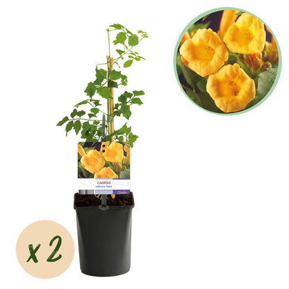 Trompetbloem - Campsis radicans Flave - 2 planten - Forestbloom