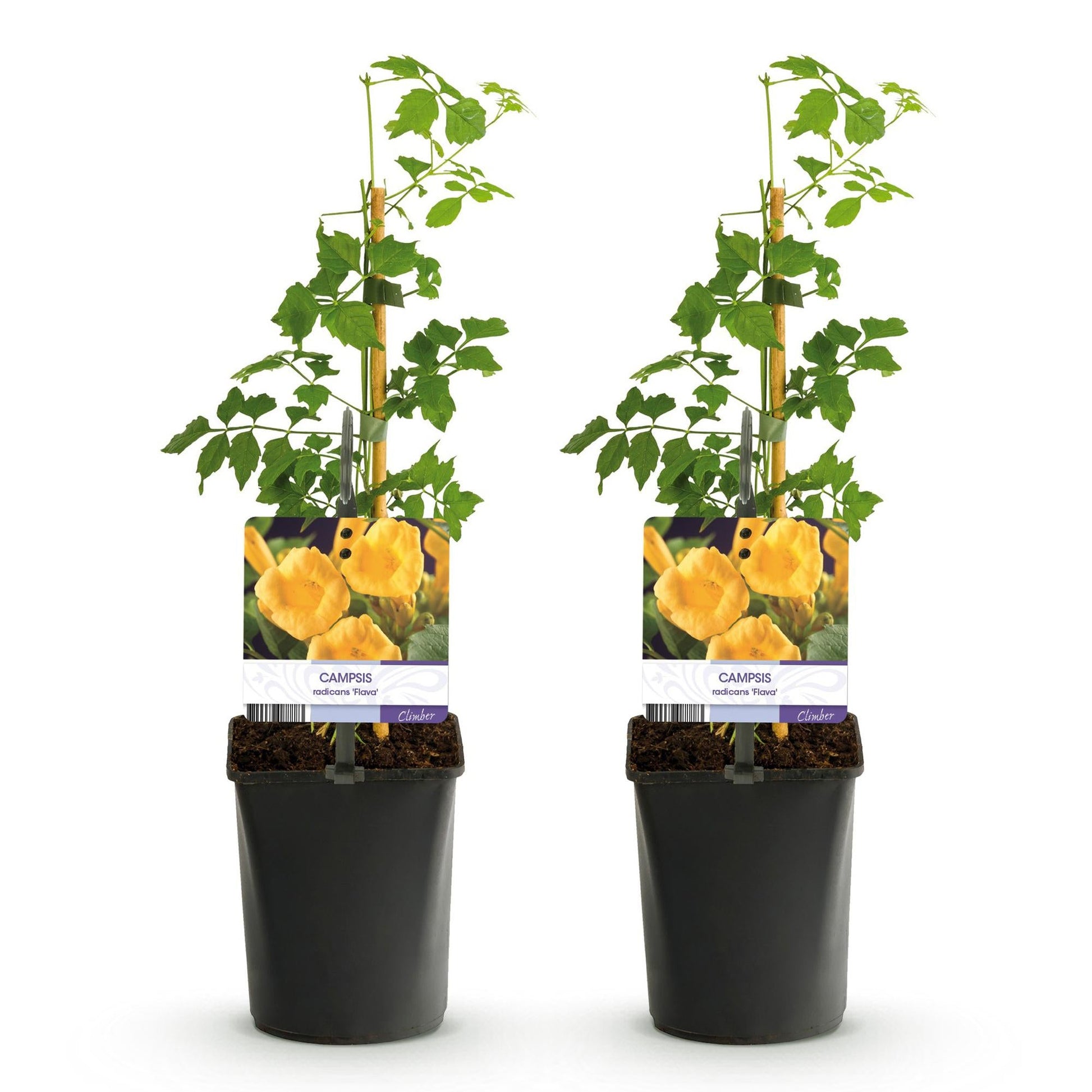 Trompetbloem - Campsis radicans Flave - 2 planten - Forestbloom