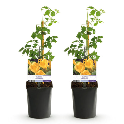 Trompetbloem - Campsis radicans Flave - 2 planten - Forestbloom