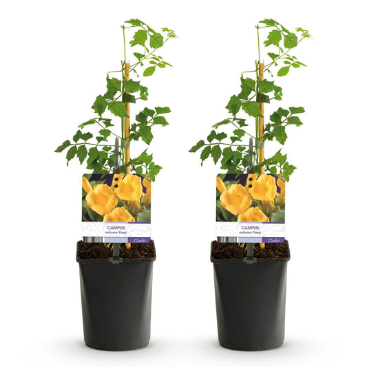 Trompetbloem - Campsis radicans Flave - 2 planten - Forestbloom