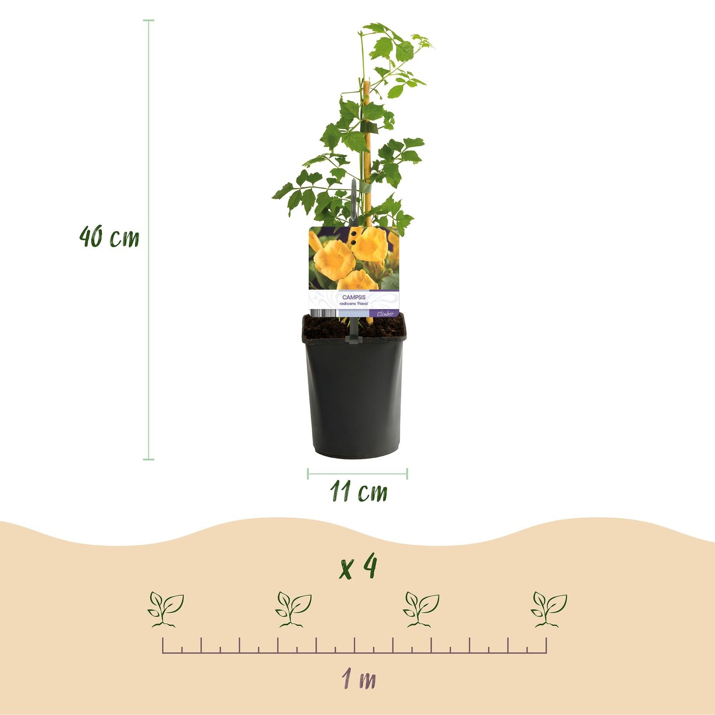 Trompetbloem - Campsis radicans Flave - 2 planten - Forestbloom