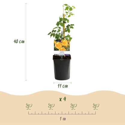 Trompetbloem - Campsis radicans Flave - 2 planten - Forestbloom