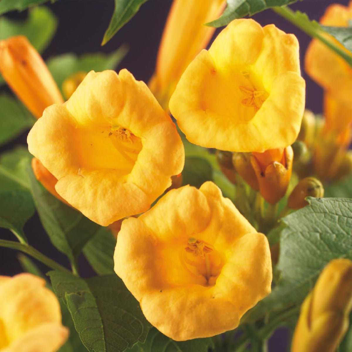 Trompetbloem - Campsis radicans Flave - 2 planten - Forestbloom