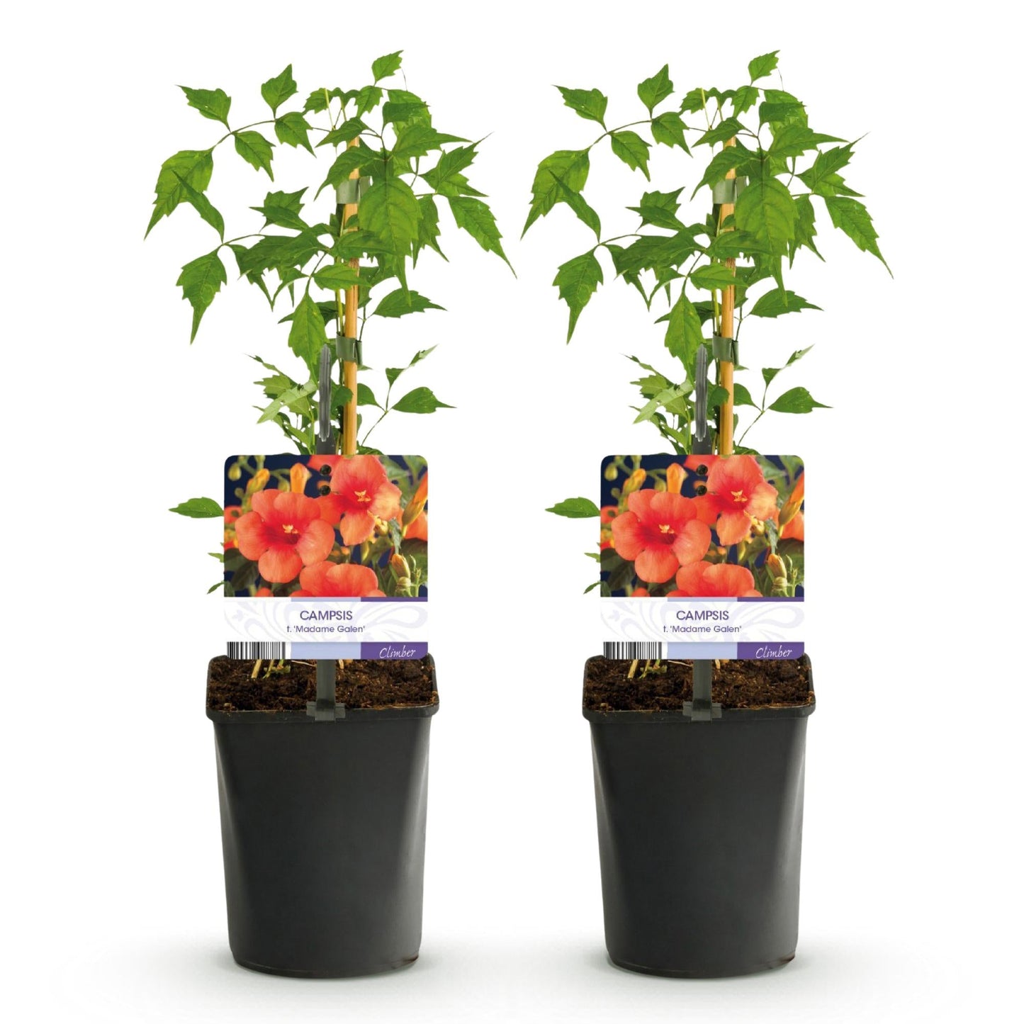 Trompetbloem - Campsis radicans Madame Galen - 2 planten - Forestbloom
