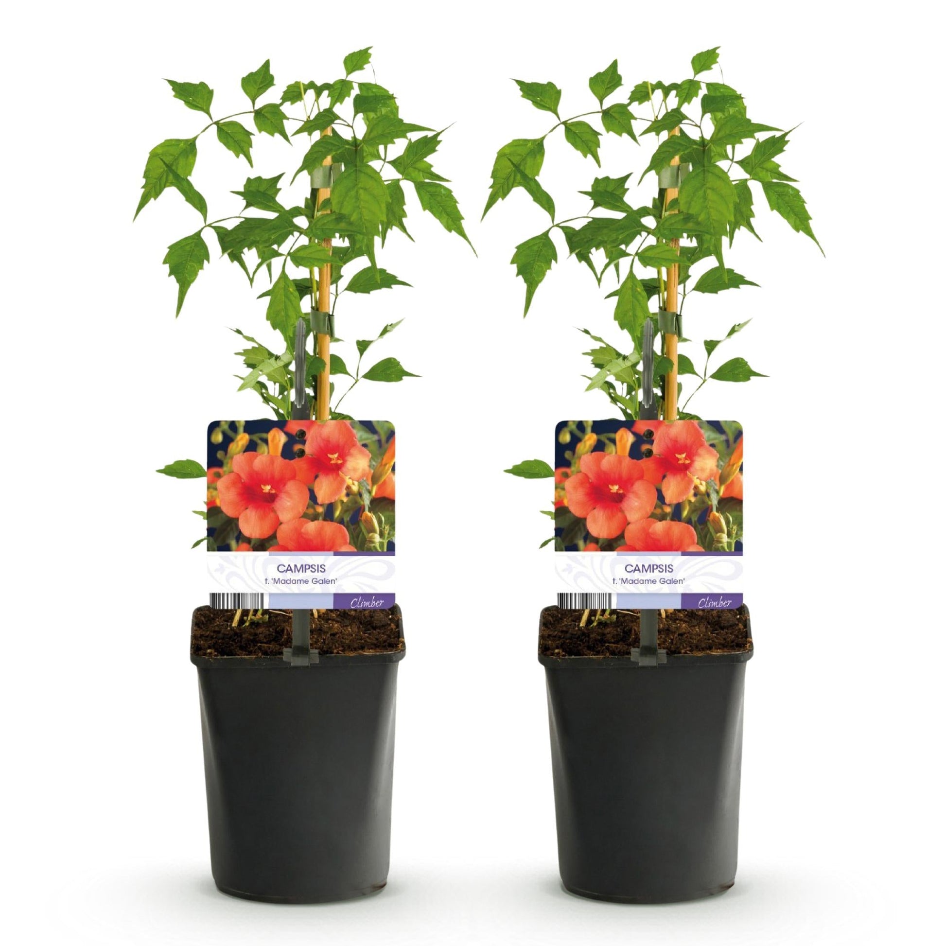 Trompetbloem - Campsis radicans Madame Galen - 2 planten - Forestbloom