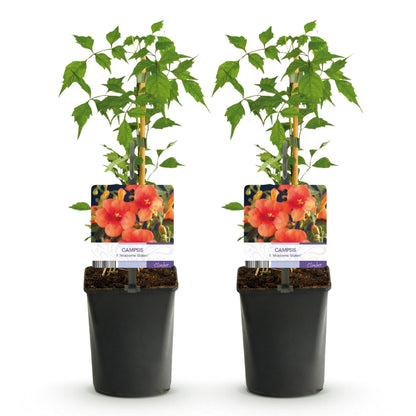 Trompetbloem - Campsis radicans Madame Galen - 2 planten - Forestbloom