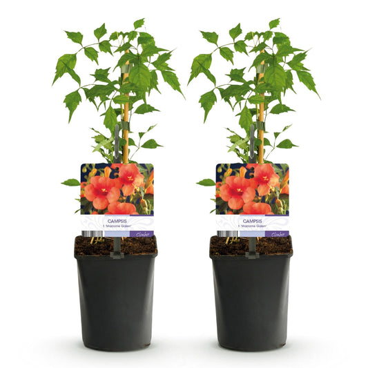 Trompetbloem - Campsis radicans Madame Galen - 2 planten - Forestbloom