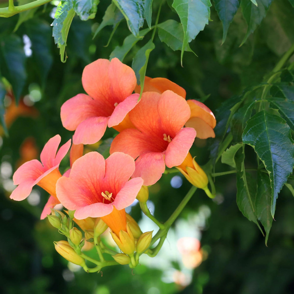 Trompetbloem - Campsis radicans Madame Galen - 2 planten - Forestbloom