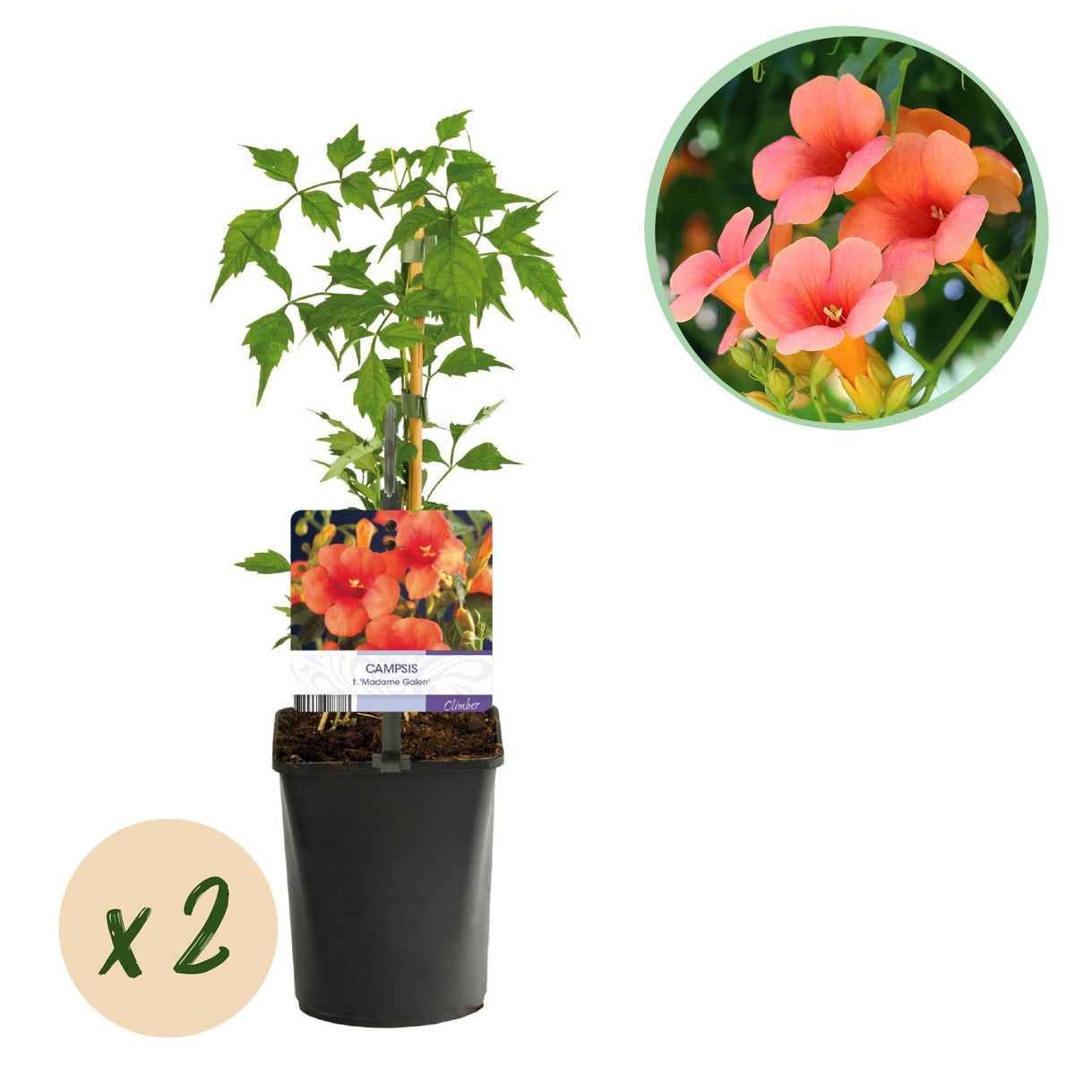 Trompetbloem - Campsis radicans Madame Galen - 2 planten - Forestbloom
