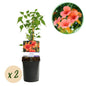Trompetbloem - Campsis radicans Madame Galen - 2 planten - Forestbloom