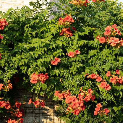 Trompetbloem - Campsis radicans Madame Galen - 2 planten - Forestbloom