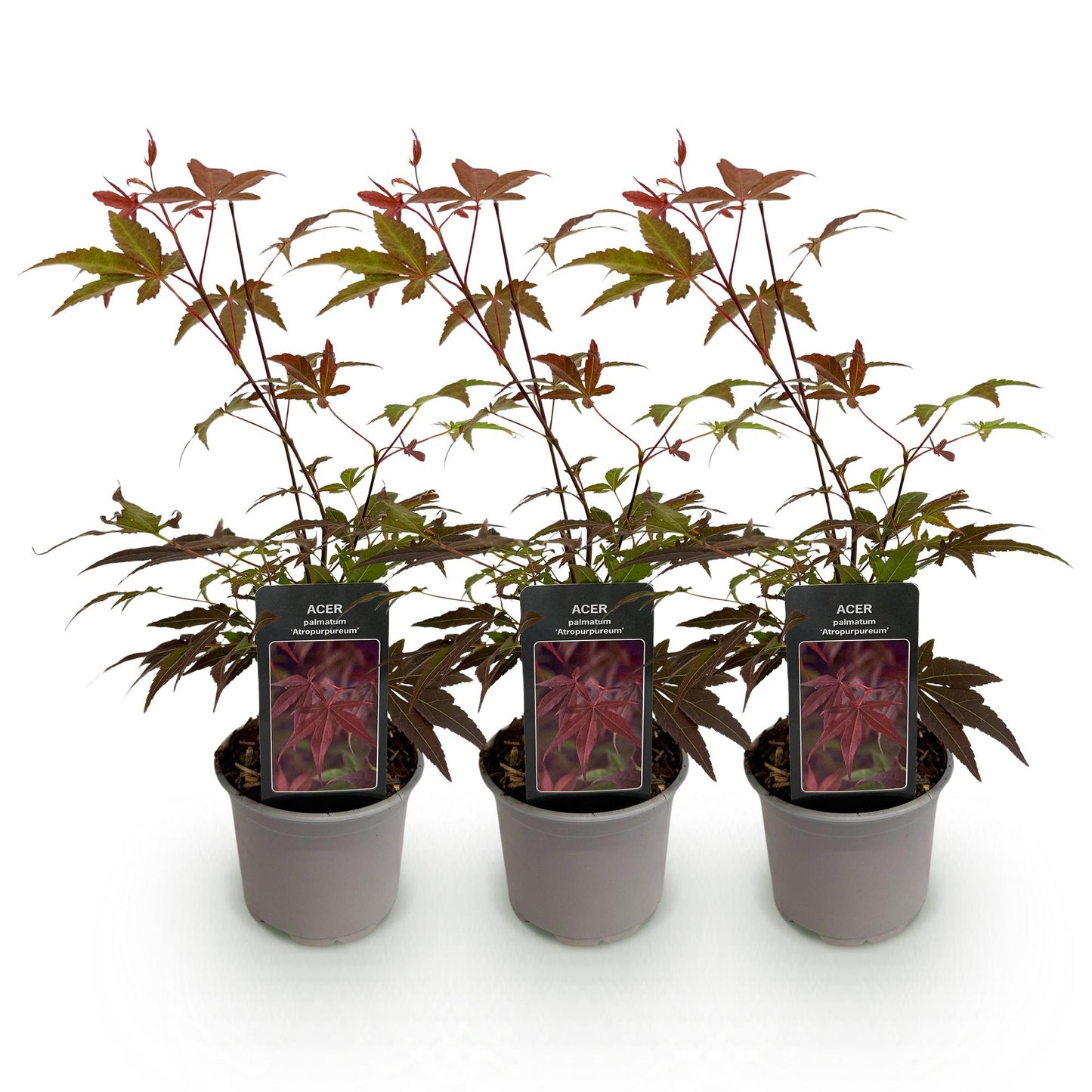 Tuinplant - Acer palmatum Atropurpureum - 3 Planten - Weinig Onderhoud - Forestbloom