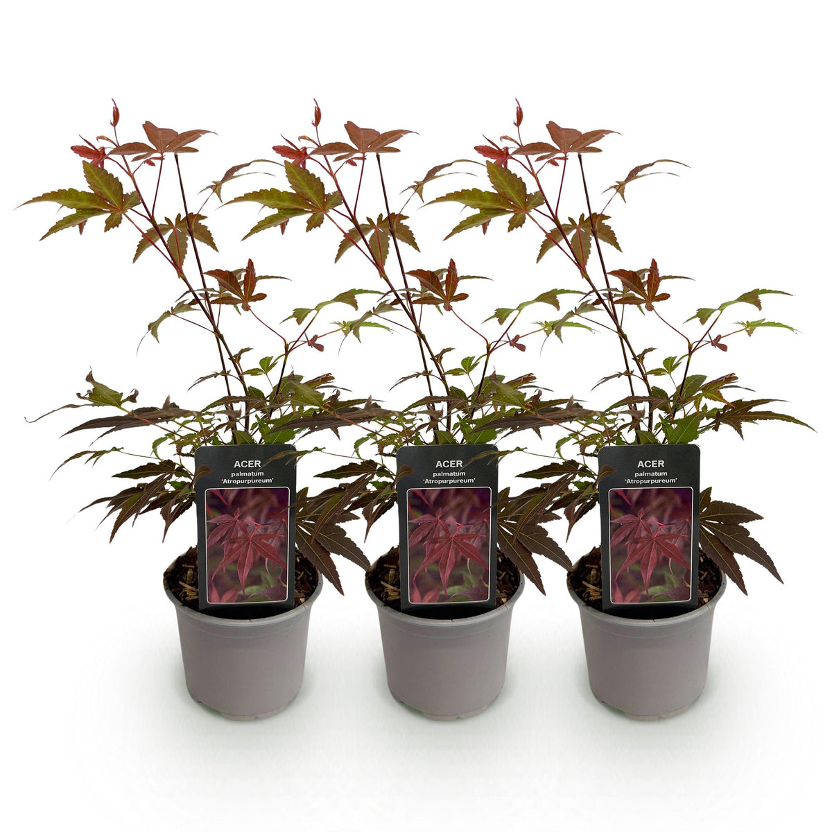 Tuinplant - Acer palmatum Atropurpureum - 3 Planten - Weinig Onderhoud - Forestbloom