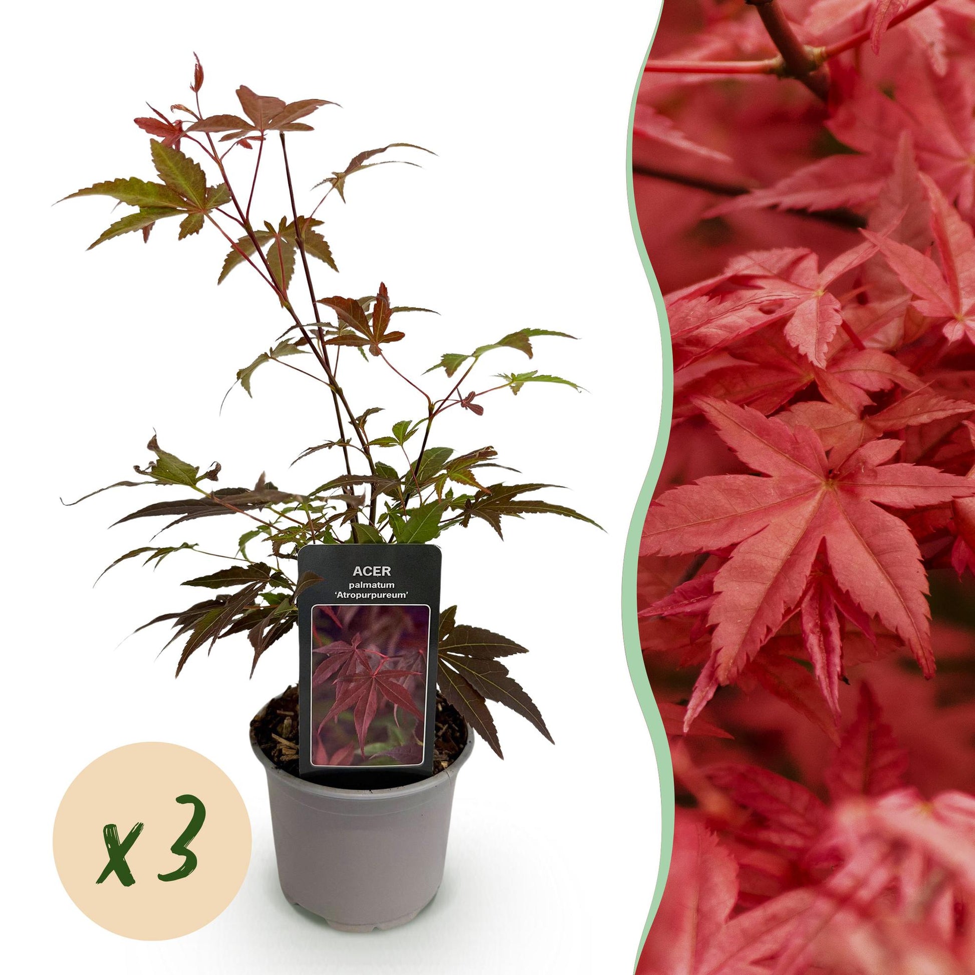Tuinplant - Acer palmatum Atropurpureum - 3 Planten - Weinig Onderhoud - Forestbloom