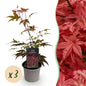 Tuinplant - Acer palmatum Atropurpureum - 3 Planten - Weinig Onderhoud - Forestbloom