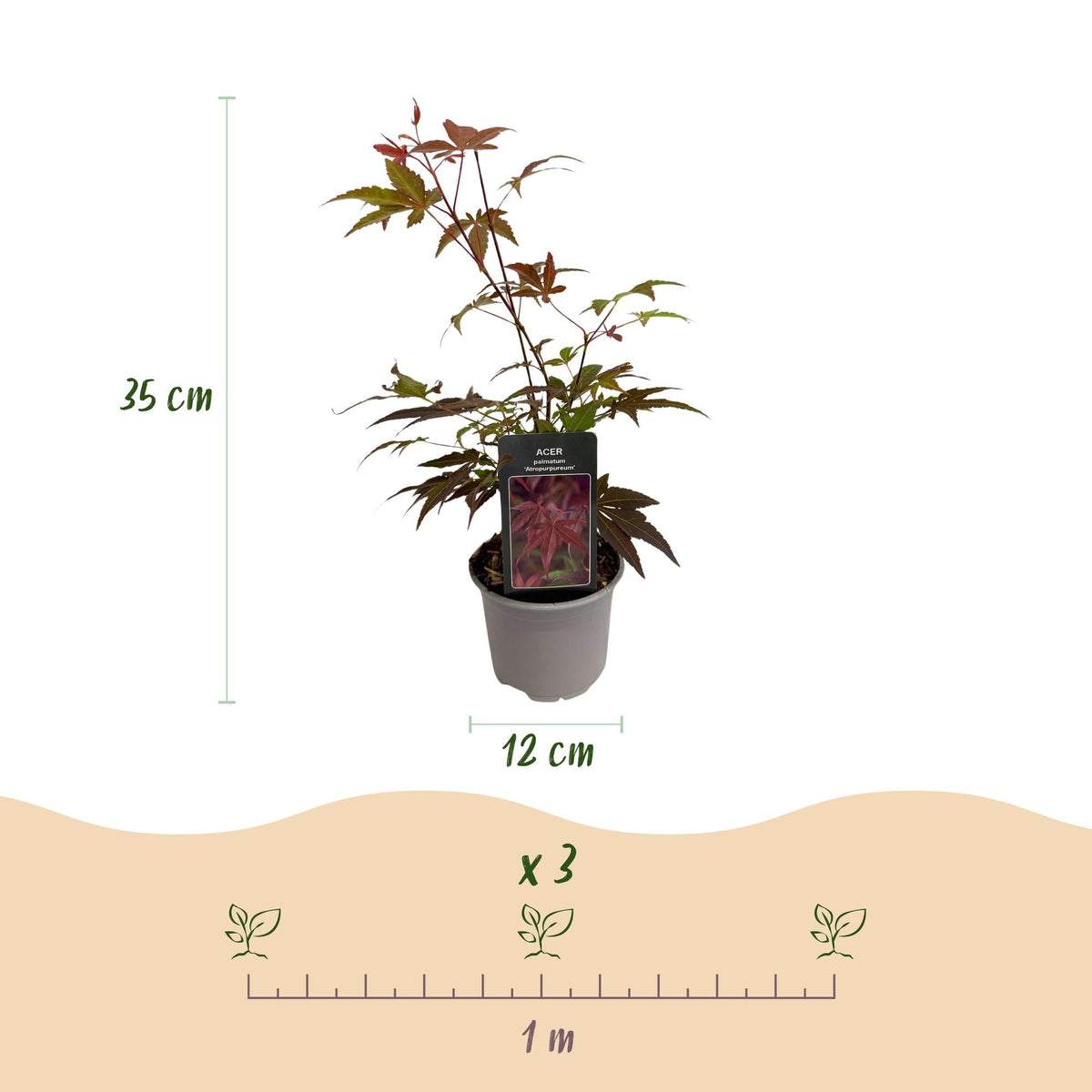 Tuinplant - Acer palmatum Atropurpureum - 3 Planten - Weinig Onderhoud - Forestbloom