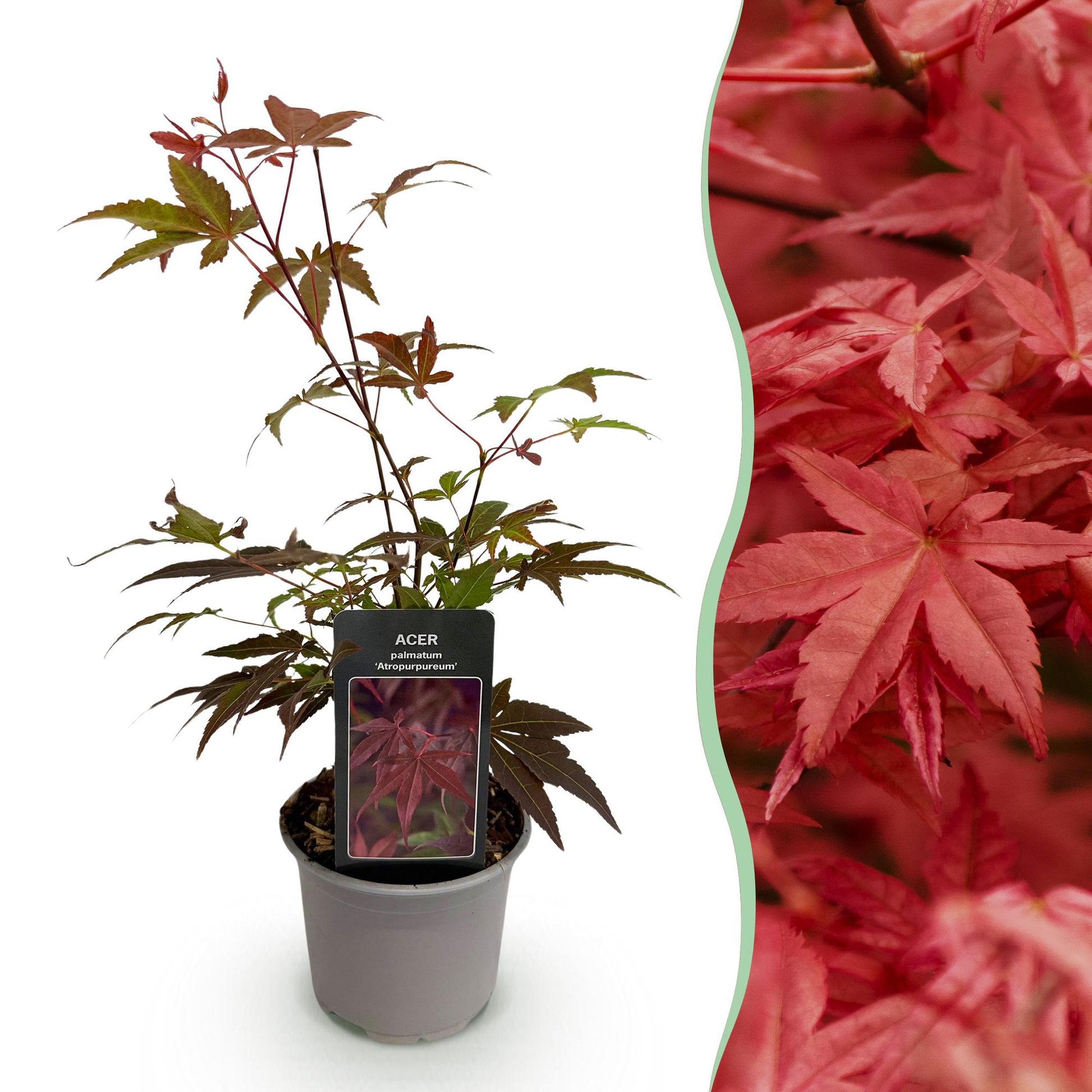 Tuinplant - Acer palmatum Atropurpureum - Weinig Onderhoud - Forestbloom