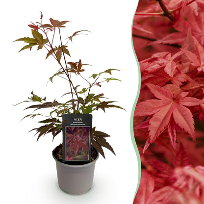 Tuinplant - Acer palmatum Atropurpureum - Weinig Onderhoud - Forestbloom
