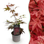 Tuinplant - Acer palmatum Atropurpureum - Weinig Onderhoud - Forestbloom