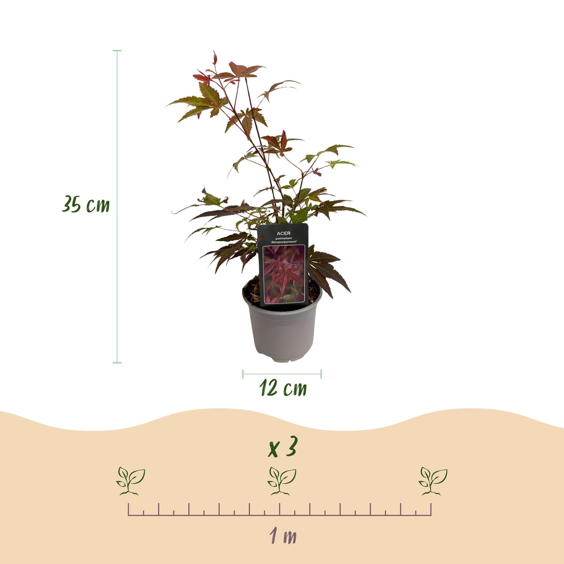 Tuinplant - Acer palmatum Atropurpureum - Weinig Onderhoud - Forestbloom
