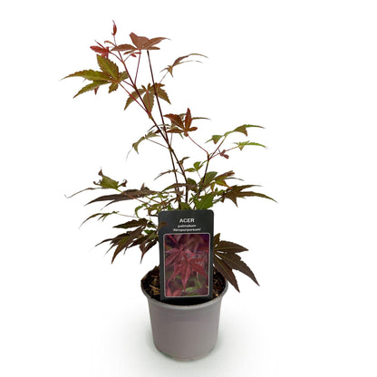 Tuinplant - Acer palmatum Atropurpureum - Weinig Onderhoud - Forestbloom