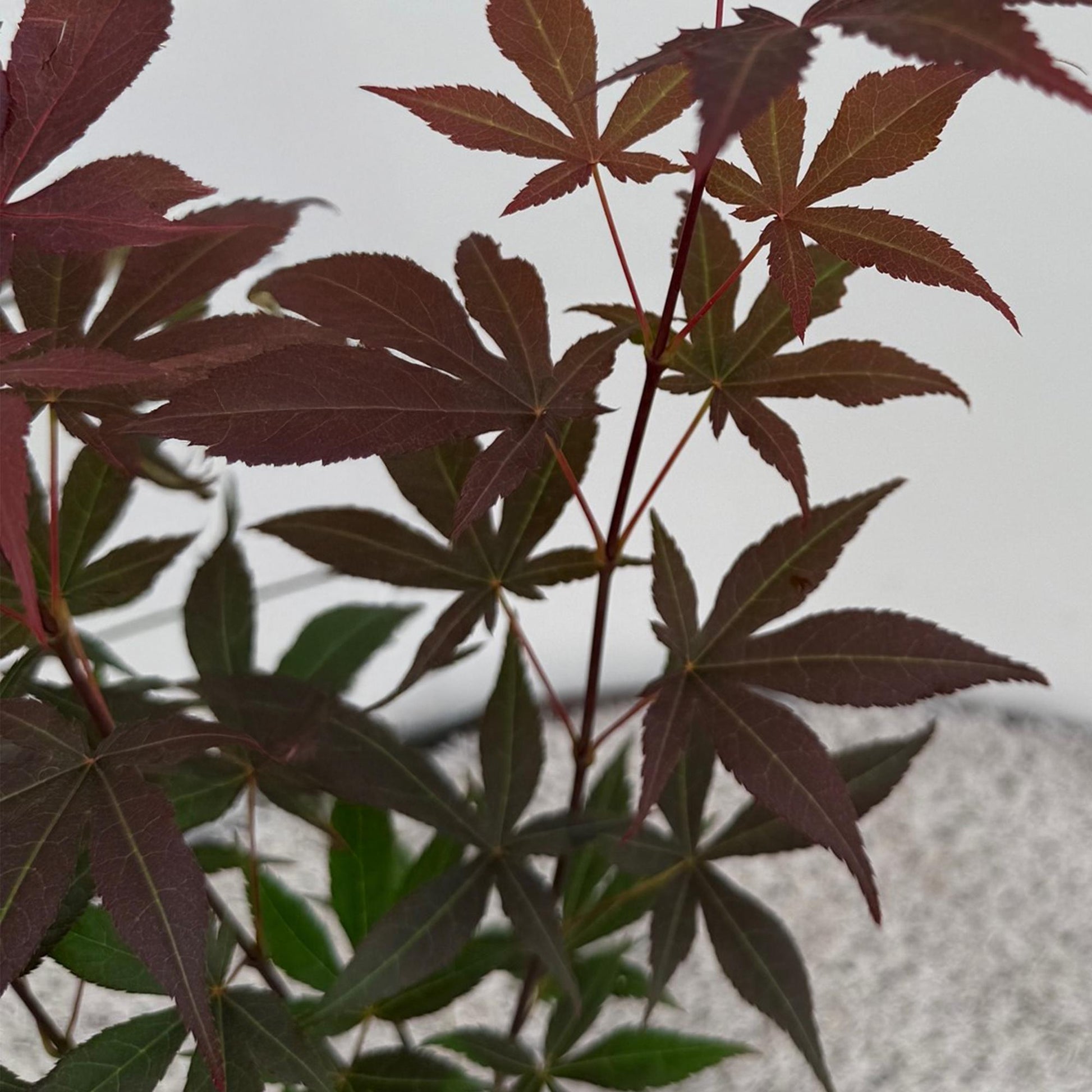 Tuinplant - Acer palmatum Atropurpureum - Weinig Onderhoud - Forestbloom