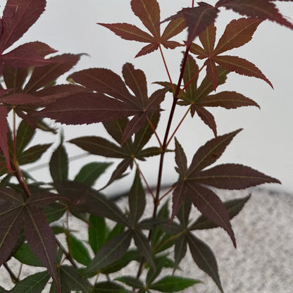 Tuinplant - Acer palmatum Atropurpureum - Weinig Onderhoud - Forestbloom