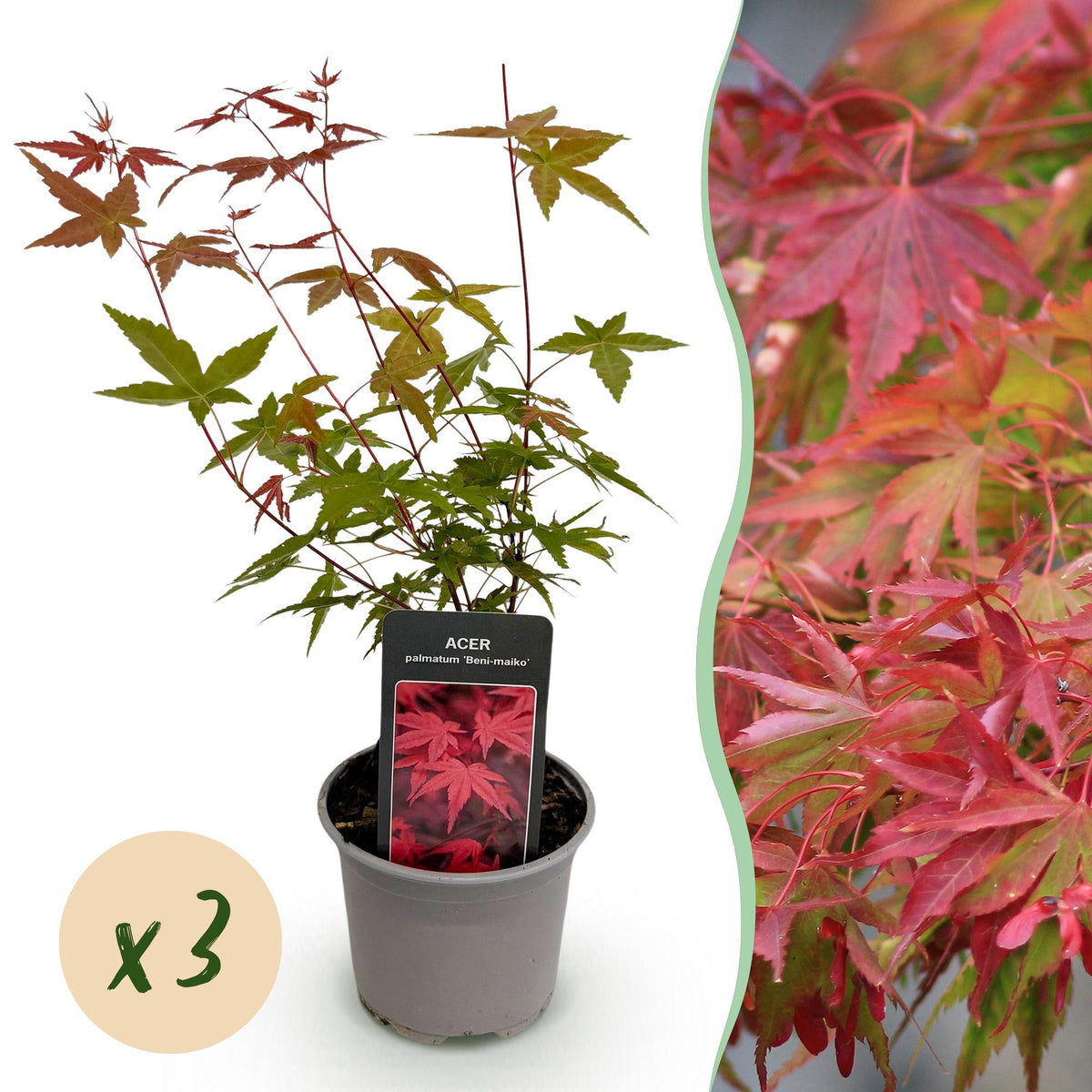 Tuinplant - Acer palmatum Beni-maiko - 3 Planten - Weinig Onderhoud - Forestbloom