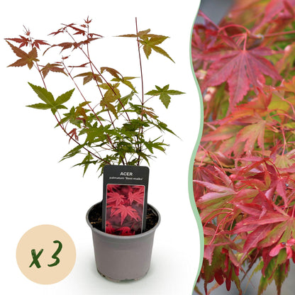 Tuinplant - Acer palmatum Beni-maiko - 3 Planten - Weinig Onderhoud - Forestbloom