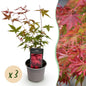 Tuinplant - Acer palmatum Beni-maiko - 3 Planten - Weinig Onderhoud - Forestbloom