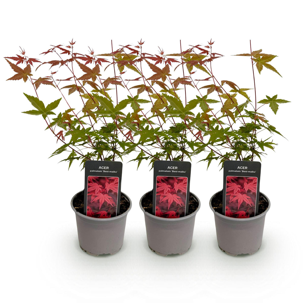 Tuinplant - Acer palmatum Beni-maiko - 3 Planten - Weinig Onderhoud - Forestbloom