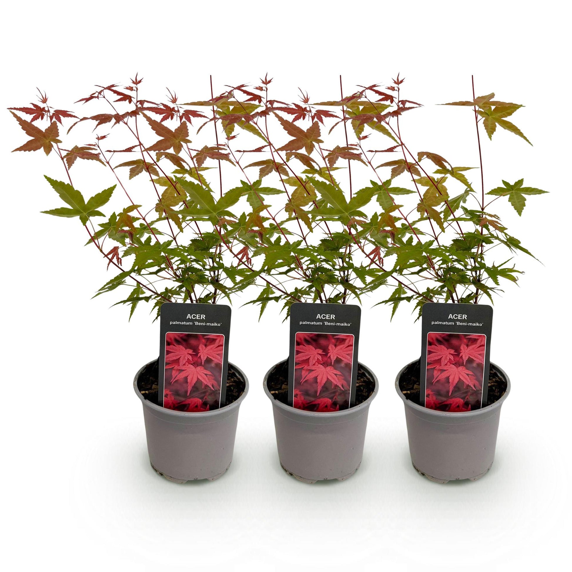 Tuinplant - Acer palmatum Beni-maiko - 3 Planten - Weinig Onderhoud - Forestbloom