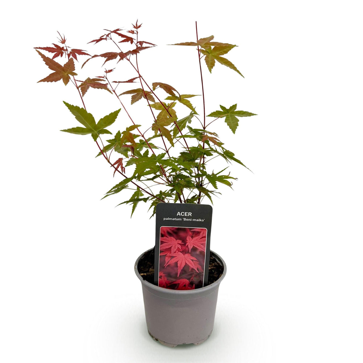Tuinplant - Acer Palmatum Beni-Maiko - Weinig Onderhoud - Forestbloom