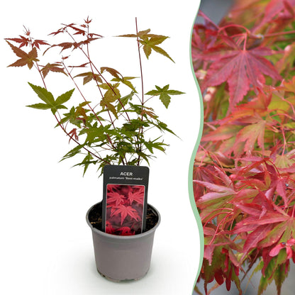 Tuinplant - Acer Palmatum Beni-Maiko - Weinig Onderhoud - Forestbloom
