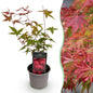 Tuinplant - Acer Palmatum Beni-Maiko - Weinig Onderhoud - Forestbloom