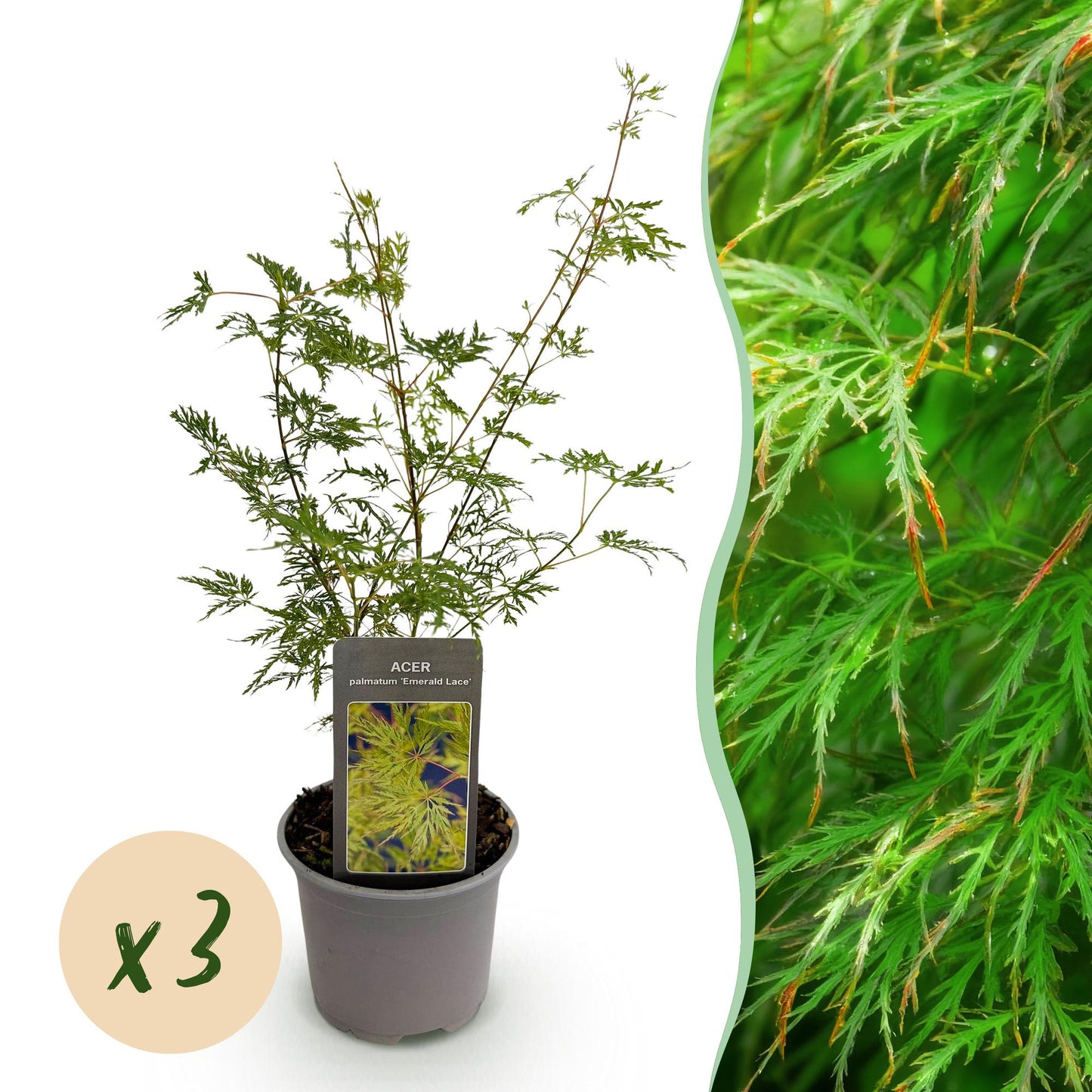 Tuinplant - Acer palmatum Emerald Lace - 3 Planten - Weinig Onderhoud - Forestbloom