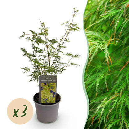 Tuinplant - Acer palmatum Emerald Lace - 3 Planten - Weinig Onderhoud - Forestbloom