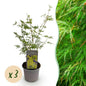 Tuinplant - Acer palmatum Emerald Lace - 3 Planten - Weinig Onderhoud - Forestbloom