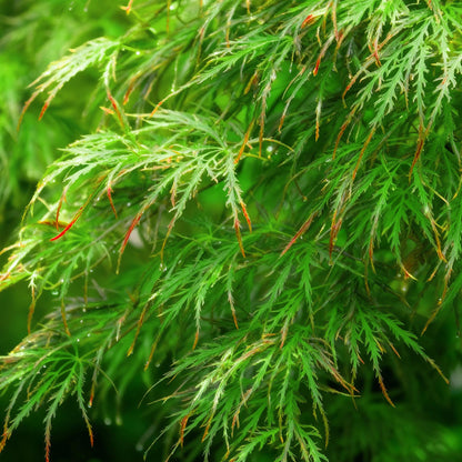 Tuinplant - Acer palmatum Emerald Lace - 3 Planten - Weinig Onderhoud - Forestbloom